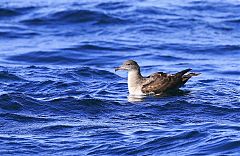 Pink-footed Shearwater